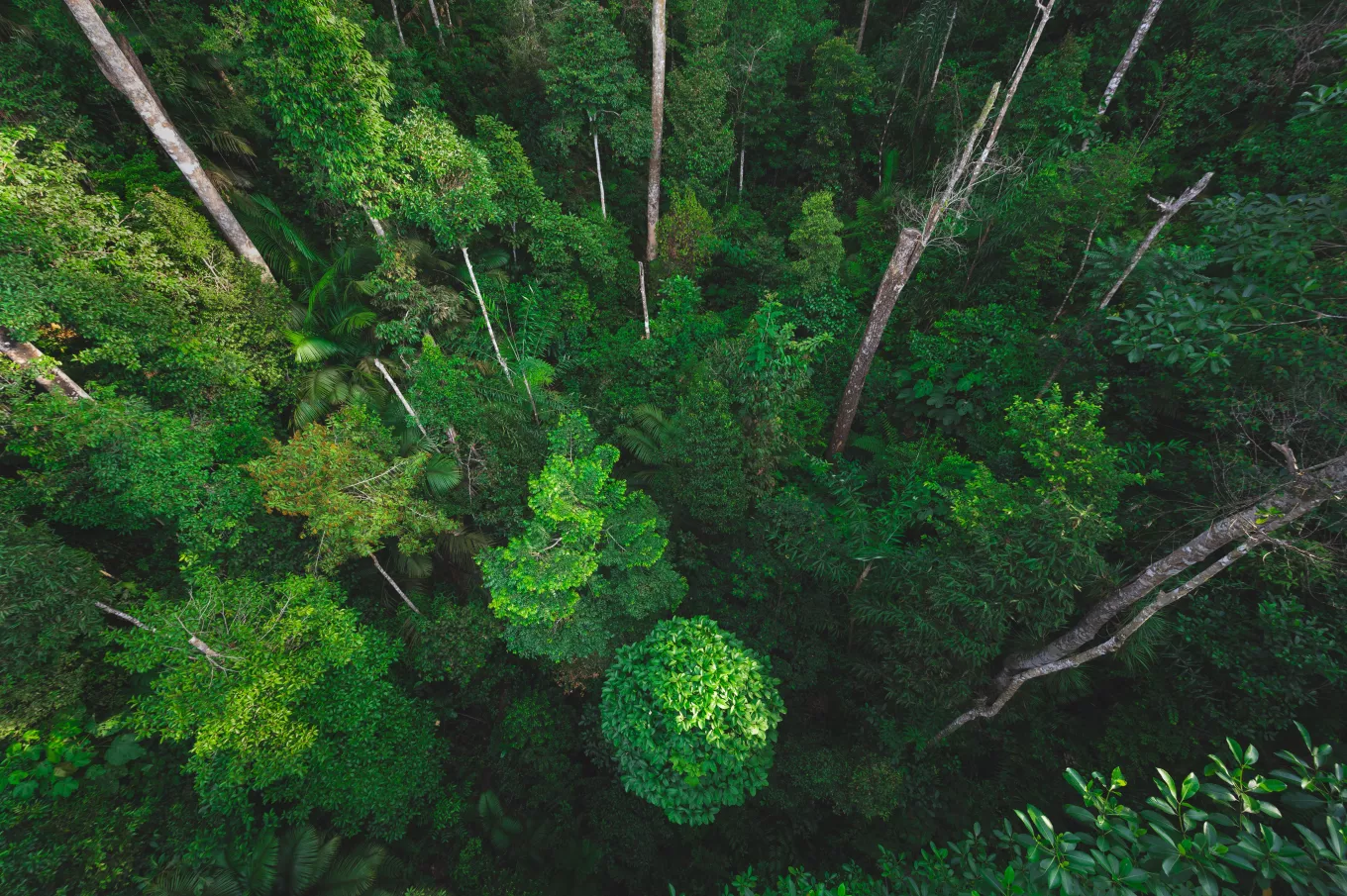 Earth Day eco concept with tropical forest background, natural forestation preservation scene with canopy tree in the wild, concept on sustainability and environmental