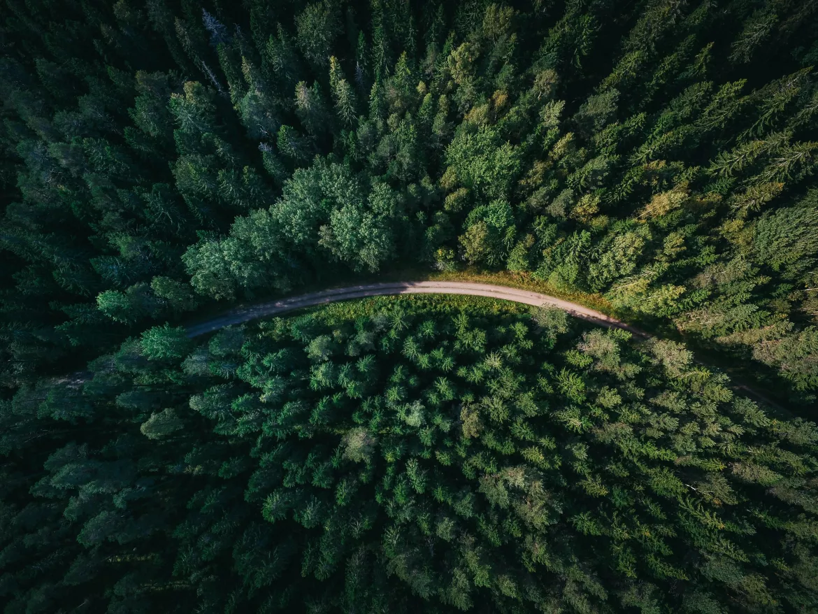 A road running trough the forest