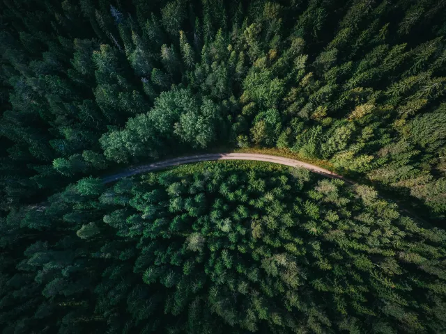 road in a forest
