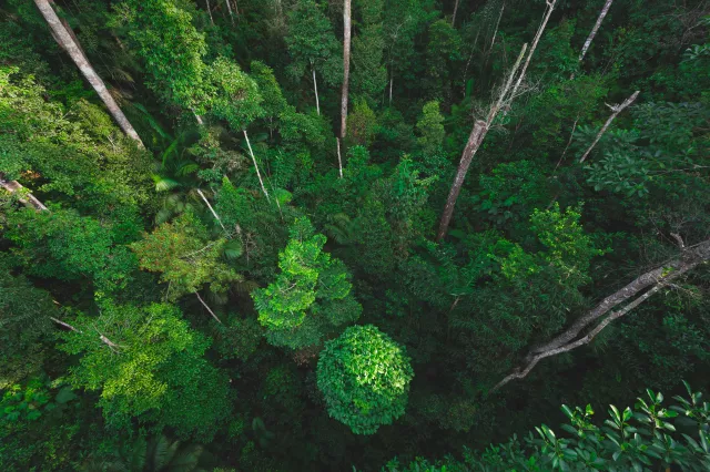 Earth Day eco concept with tropical forest background, natural forestation preservation scene with canopy tree in the wild, concept on sustainability and environmental