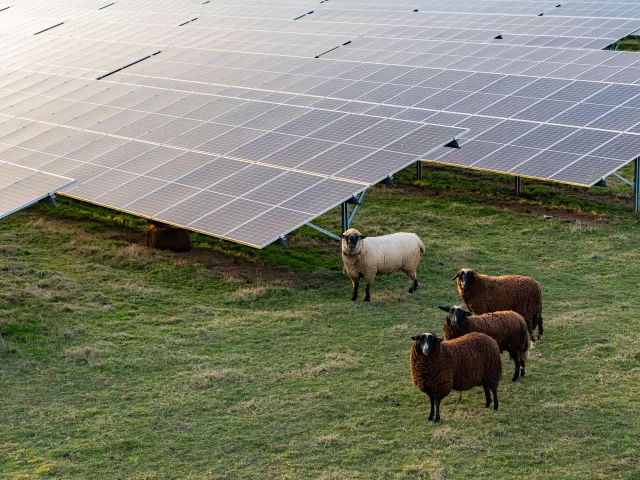 Brown and white sheep looking at camera next to photovoltaic solar modules
